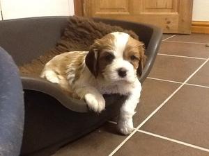 Blenheim boy 5 weeks old.