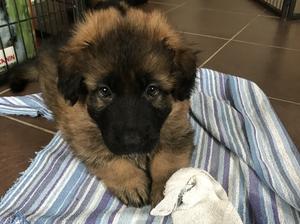 Sable male .