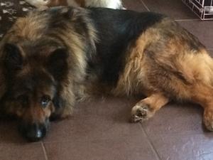 Indi ( mum )