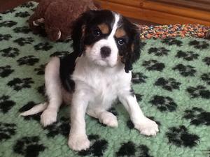 Patti at 10 weeks old .