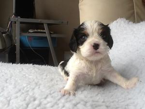 Puppies