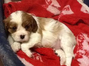 Blenheim boy 5 weeks old.