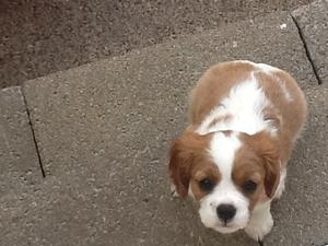 puppies.