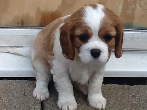 puppy