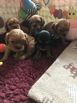 Puppies