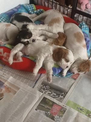 Puppies.
