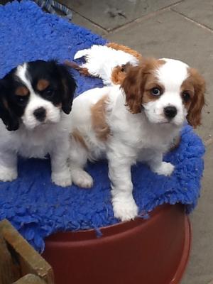Pups.