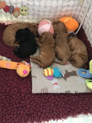 Puppies