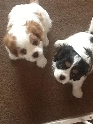 Pups.