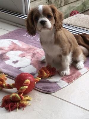 Girl puppy