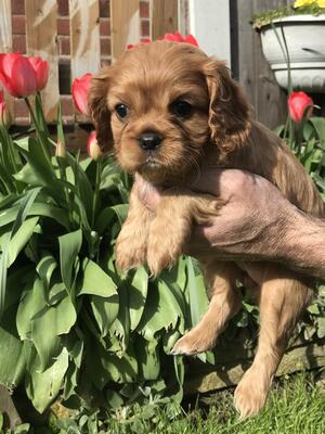 Ruby girl
