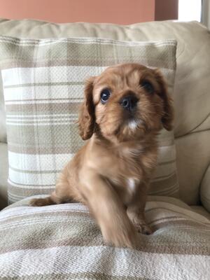 Ruby girl