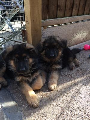 Sable puppy