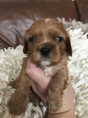 Ruby boy