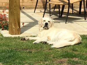 Cookie at 15 months