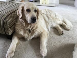Cookie at aged 5
