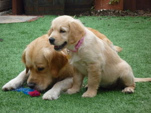 As a pup with my mum Gracie