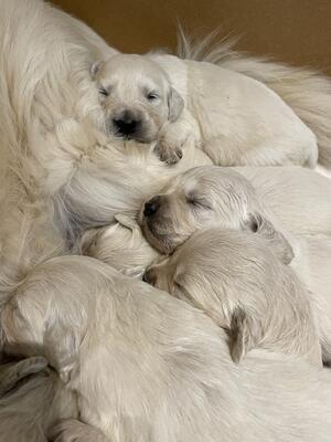 Sleeping soundly- pups at 3 weeks