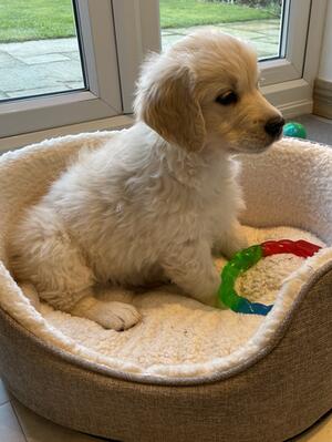 Suzie at 3 months