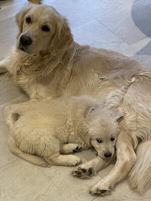 Cookie and daughter Suzie at 4 months