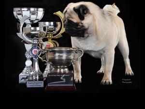 Tino and some of his trophies