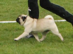 @6 mths Best Puppy Bitch, Internationl championshi