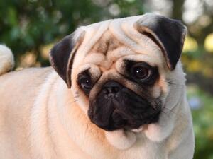 Fibi Top Pug Puppy 2022 BOAS 0