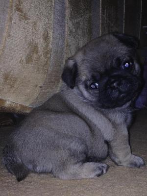 Panda 6 weeks old.xx