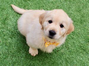 Lily at 8 weeks