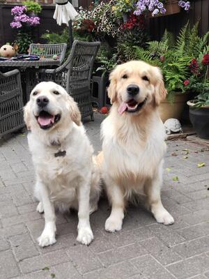 Dam and Sire