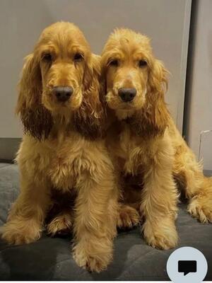 Golden boy and sister