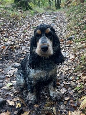Walking in the woods
