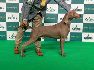 Crufts 2022
