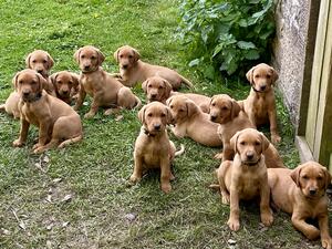 The Pack at 7 weeks