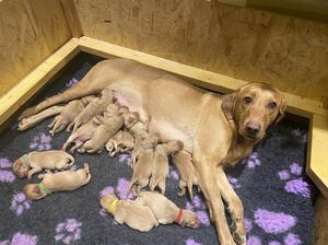 Dotty and the puppies