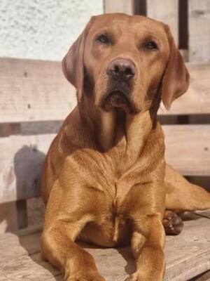 The Dad: Duke