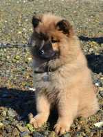 stacey watkins eurasier