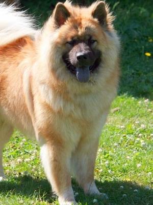 albionspitz eurasiers