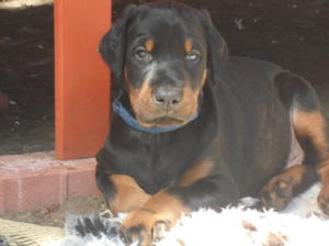 Blue Collar male looking serious