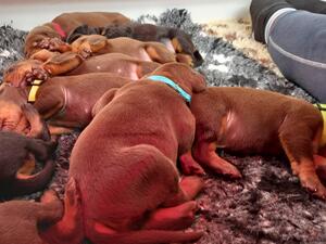 Pups 2 weeks old