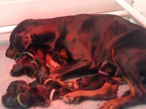 Pups just 1 day old