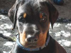 Head Shot