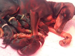 Halee's puppies