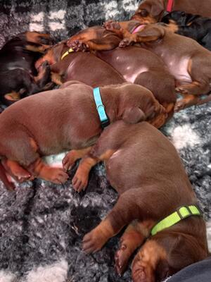 Pups born 2.10.21