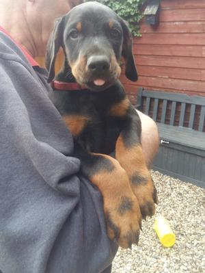Black Male Red Collar