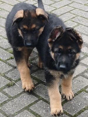 One male & one female pup