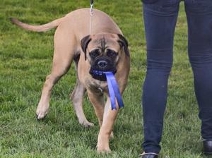 Carrying his rossette