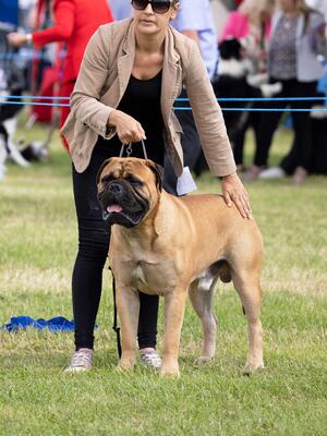Yearling dog winner