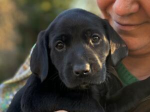 Just 1 gorgeous black boy from litter of 10