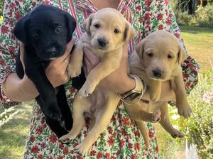 3 gorgeous puppies
